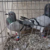 دوبر|پرنده|اردبیل, |دیوار