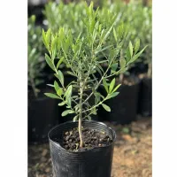 نهال درجه یک مستقیم از تولیدی   مشاوره رایگان|خدمات باغبانی و درختکاری|مرودشت, بهارستان|دیوار