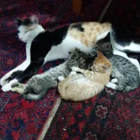 واگذاری گربه