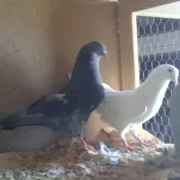 کفتر پرشی|پرنده|قم, قلعه صدری|دیوار
