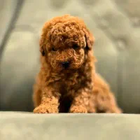 توی پودل فرفری، پبکینیز ، پامر