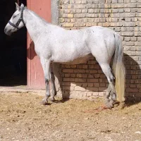 اسب کرد|اسب و تجهیزات اسب‌سواری|درگزین, |دیوار