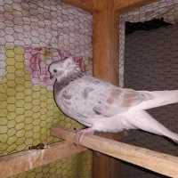 تعدادی کبوترساعتی خوش رنگ|پرنده|شاهرود, |دیوار