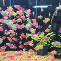 لوچ نواری خوش سایز قاسم آباد فلاحی