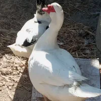 مرغابی اسرائیلی