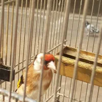 سهره|پرنده|تهران, دارآباد|دیوار