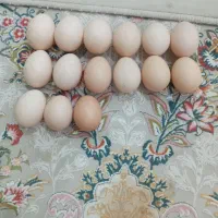 تخم گلین