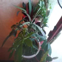 چند گلدان گل بخاطر مشکل مالی