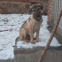 توله پژدر ۳ماهه از نسل رنجر توله آینده دار