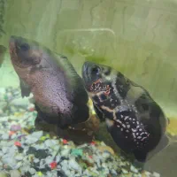 فلاور. اسکار.|ماهی|اردبیل, |دیوار