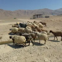 میش داشتی|حیوانات مزرعه|شهرضا, |دیوار