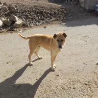 سگ گله|سگ|درمیان, |دیوار