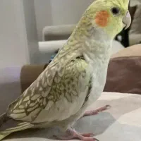 فروش عروس هلندی