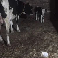 فروش گاو جوان شکم اول