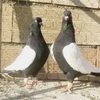 کبوتر سینه ای درجه یک