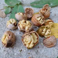 مغز گردو مال امسال