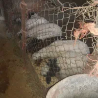 میش وبره دان خور|حیوانات مزرعه|کارزان, |دیوار