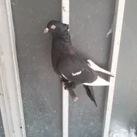 کبوتر|پرنده|شیراز, کوشک بیدک|دیوار