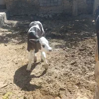 گاو  گوساله