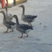 غاز