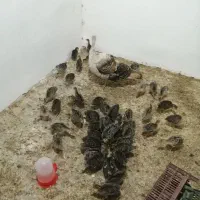 بوقلمون طبیعی|حیوانات مزرعه|مشگین شهر, |دیوار