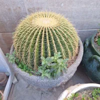 فروش کاکتوس