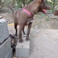 سگ پیتبول|سگ|رباط‌کریم, شهرک صنعتی زواره‌ای|دیوار