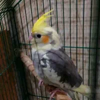 عروس هلندی ابلغ|پرنده|قم, انسجام|دیوار