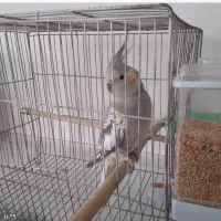 عروس هلندی ماده تخمگذار|پرنده|آستارا, |دیوار