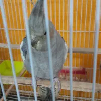 عروس هلندی ماده|پرنده|چناران, |دیوار