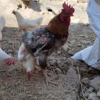 خروس کاکلی