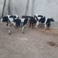 گاو گوساله|حیوانات مزرعه|مرودشت, رامجرد یک|دیوار