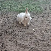 خرگوش مولد لپی هلندی اصل|موش و خرگوش|رفسنجان, |دیوار