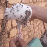 کفتر درست حسابی