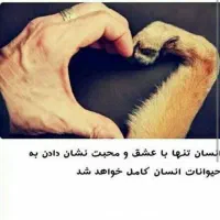 واگذاری سگ ( کمپر دارم ایرانگرد و جهانگردم)|سگ|تهران, آسمان|دیوار