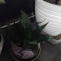 گل وگلدان|گل و گیاه طبیعی|تهران, سردارجنگل|دیوار