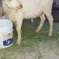 بره ومیش بزوچپش چاق موجوده