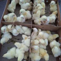 جوجه گوشتی یک روزه راس درجه یک