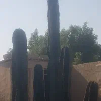 کاکتوس|گل و گیاه طبیعی|آبپخش, |دیوار