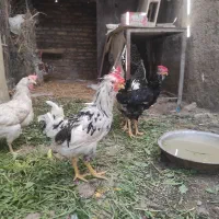 جوجه خروس|حیوانات مزرعه|تهران, آبشار|دیوار