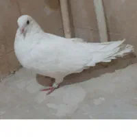 کبوتر|پرنده|شادگان, |دیوار