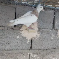 طوق آجری نر|پرنده|رفسنجان, |دیوار