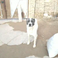 سگ ادمی|سگ|قوچان, |دیوار