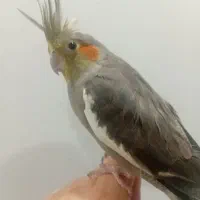 پرنده  هلندی بالغ