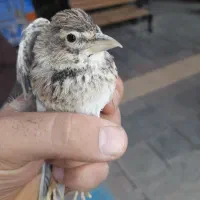 سهره خاکی|پرنده|بجنورد, |دیوار