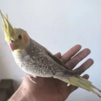 گمشده|حیوانات|فولادشهر, مسکن مهر فولادشهر|دیوار