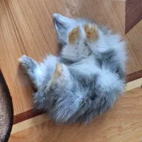 خرگوش|موش و خرگوش|کرمان, |دیوار