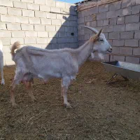 بز سانن شیرا