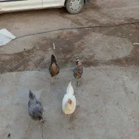 مرغ تخم گذار|حیوانات مزرعه|ریگان, |دیوار