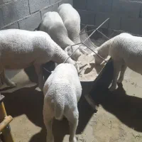 بره نژاد خالص ایلدوفرانس و لاکن